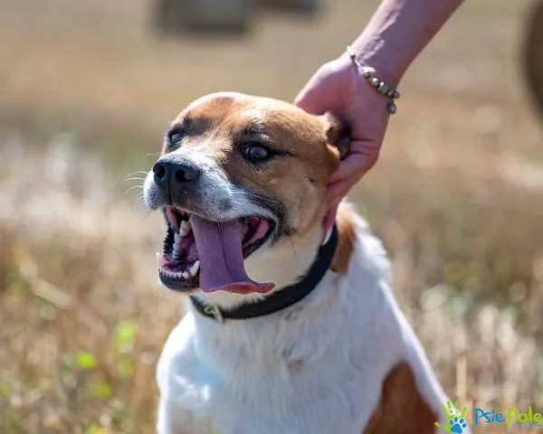 Pies do adopcji, Racławice, 8 sierpnia 2025 (4/5)