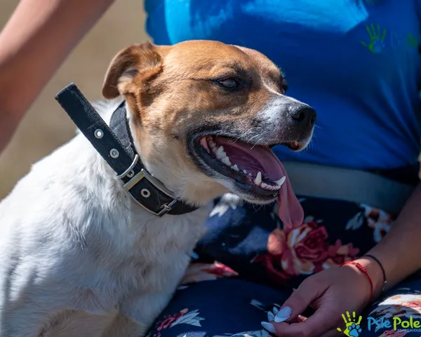 Pies do adopcji, Racławice, 8 sierpnia 2025 (5/5)