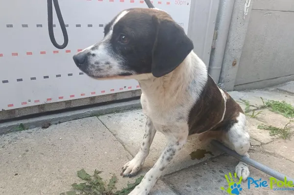 Pies do adopcji, Racławice, 8 sierpnia 2025 (1/3)