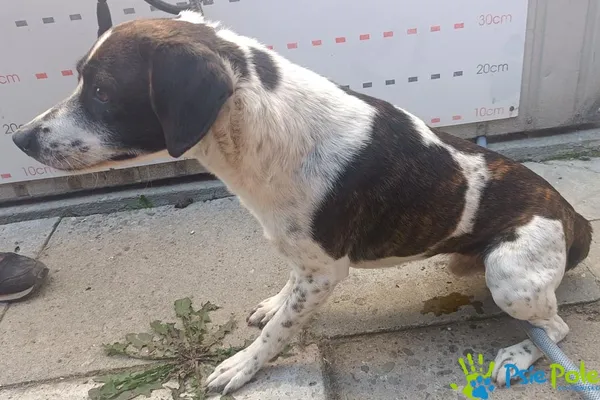 Pies do adopcji, Racławice, 8 sierpnia 2025 (2/3)