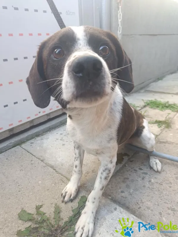 Pies do adopcji, Racławice, 8 sierpnia 2025 (3/3)