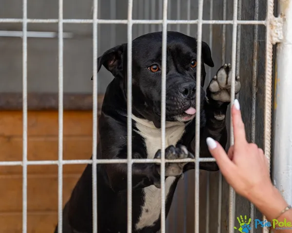 Pies do adopcji, Racławice, 10 sierpnia 2025 (1/5)