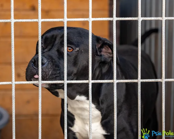 Pies do adopcji, Racławice, 10 sierpnia 2025 (2/5)