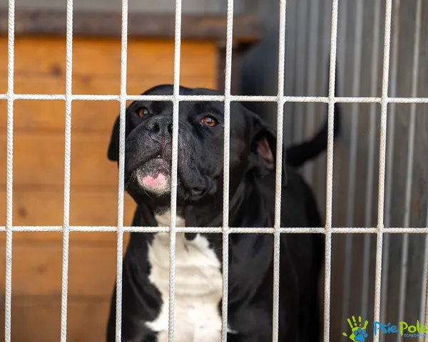 Pies do adopcji, Racławice, 10 sierpnia 2025 (3/5)