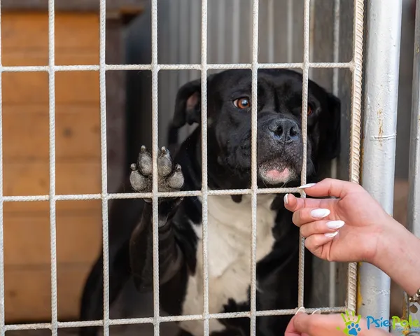 Pies do adopcji, Racławice, 10 sierpnia 2025 (5/5)