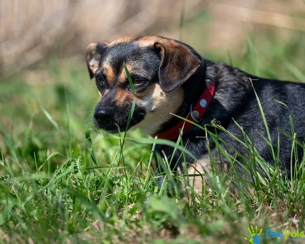 Pies do adopcji, Racławice, 11 sierpnia 2025 (2/5)