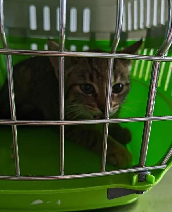 Znaleziono kota, Lublin, 11 sierpnia 2025