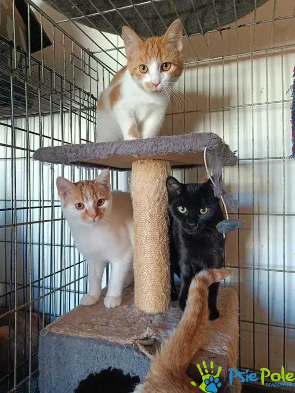 Kot do adopcji, Racławice, 10 sierpnia 2025 (1/5)