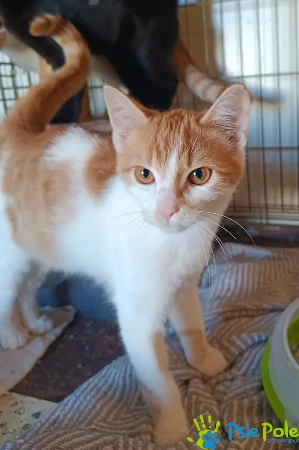 Kot do adopcji, Racławice, 10 sierpnia 2025 (2/5)