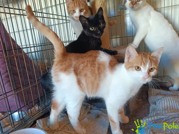 Kot do adopcji, Racławice, 10 sierpnia 2025 (3/5)