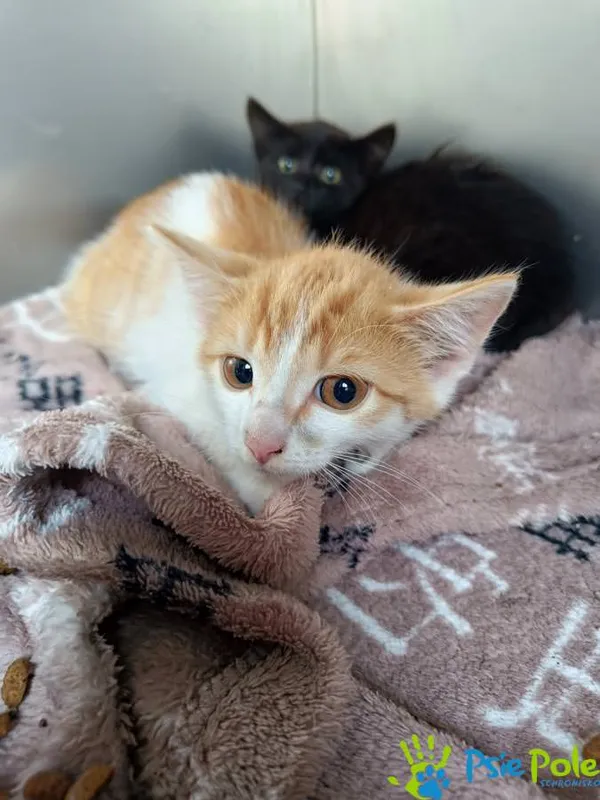 Kot do adopcji, Racławice, 10 sierpnia 2025 (5/5)