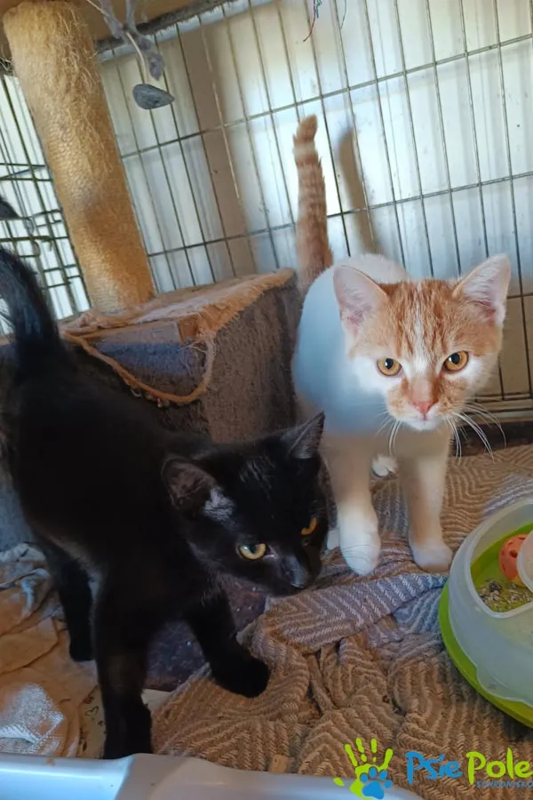 Kot do adopcji, Racławice, 10 sierpnia 2025 (3/5)