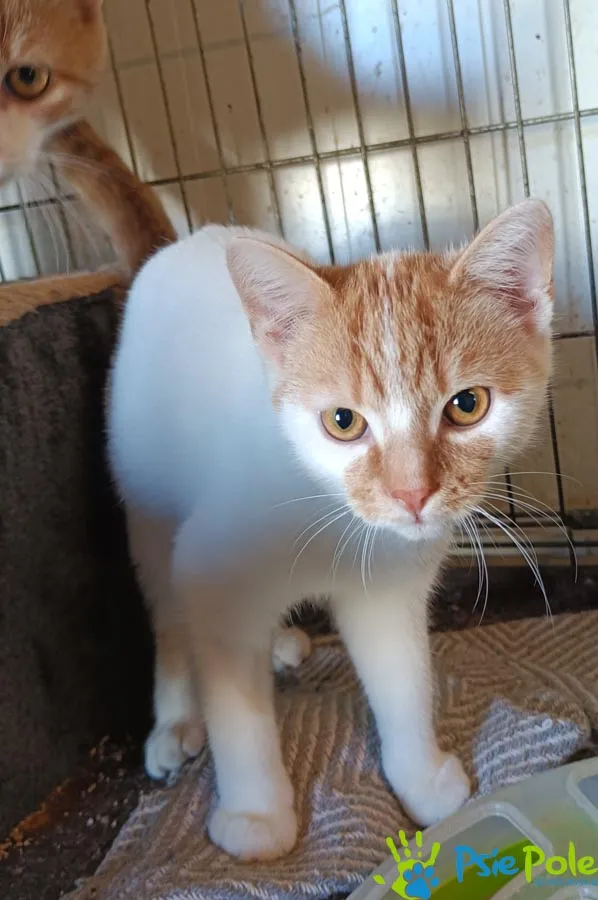 Kot do adopcji, Racławice, 10 sierpnia 2025 (4/5)