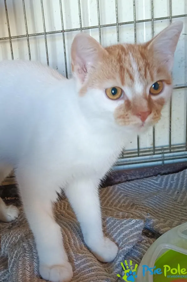 Kot do adopcji, Racławice, 10 sierpnia 2025 (5/5)