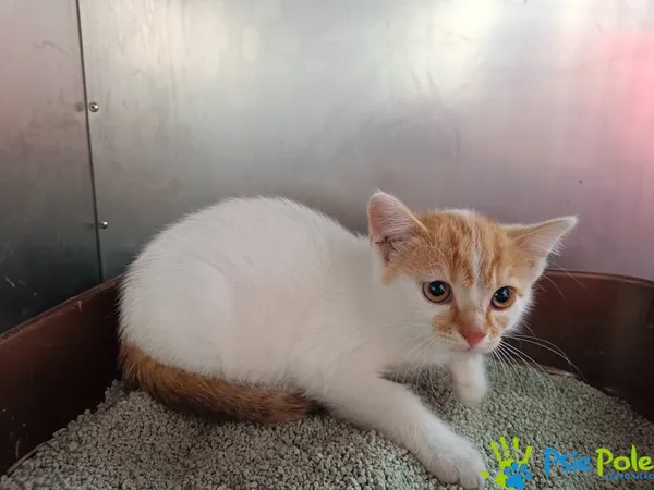 Kot do adopcji, Racławice, 10 sierpnia 2025 (2/5)