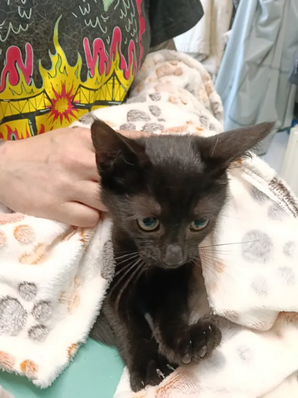 Znaleziono kota, Gdańsk, 14 sierpnia 2025