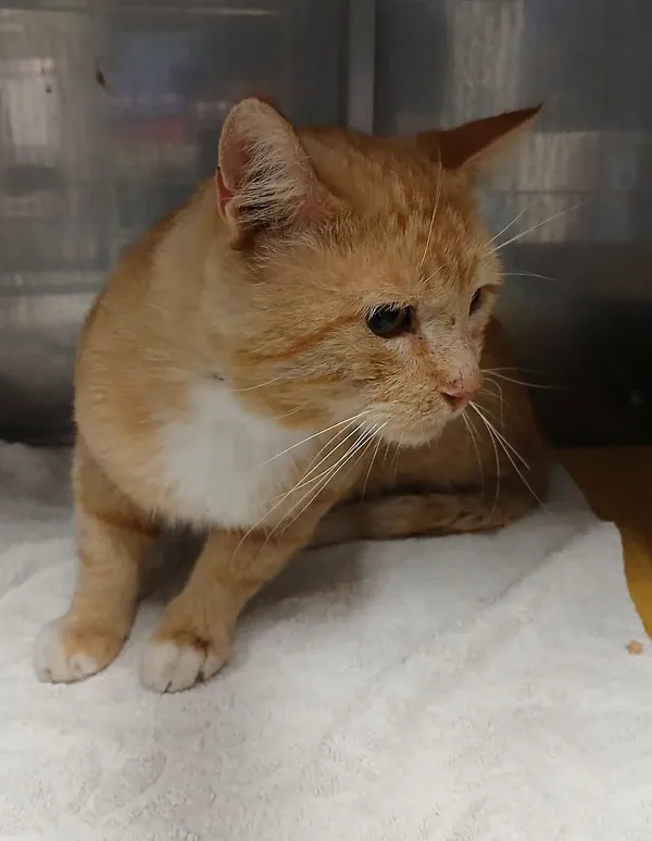 Znaleziono kota, Gdańsk, 14 sierpnia 2025