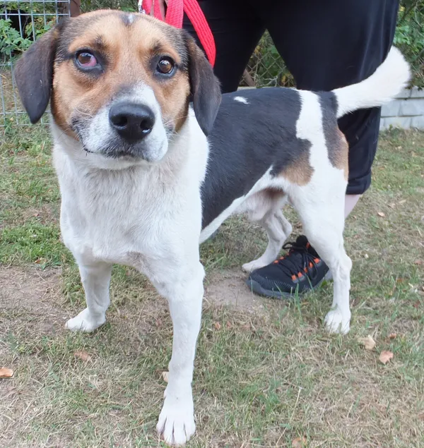 Znaleziono psa, Nowa Krępa, 8 sierpnia 2025