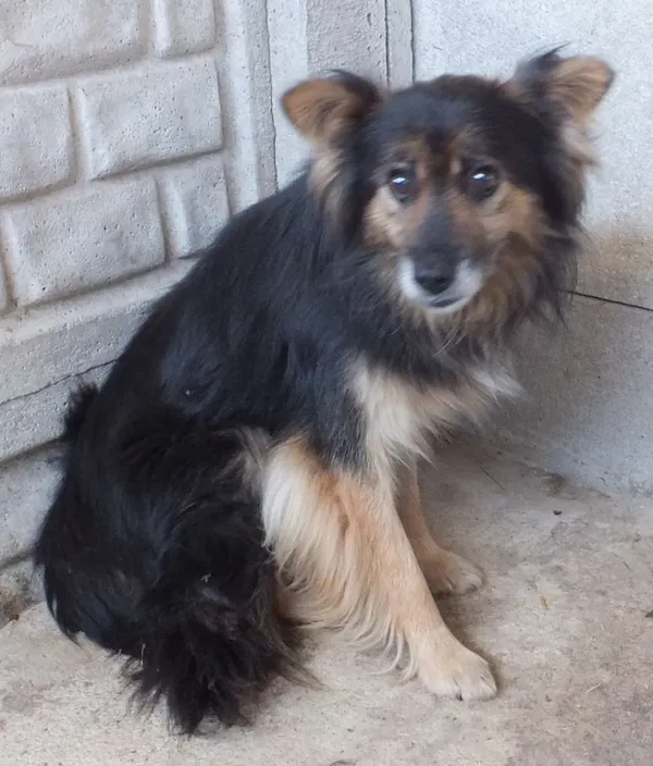 Znaleziono psa, Nowa Krępa, 8 sierpnia 2025