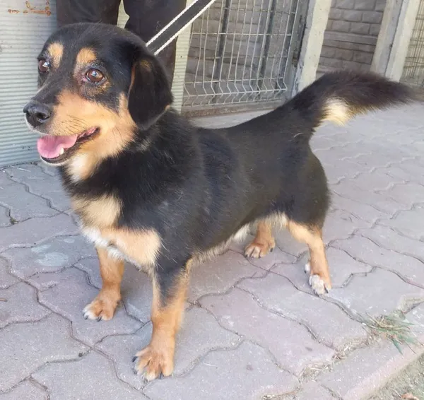 Znaleziono psa, Nowa Krępa, 5 sierpnia 2025