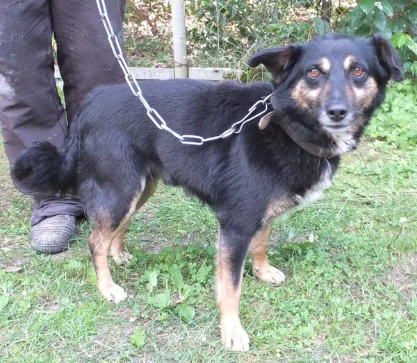 Znaleziono psa, Nowa Krępa, 4 sierpnia 2025