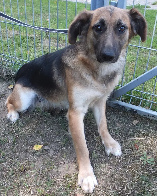 Znaleziono psa, Nowa Krępa, 31 lipca 2025