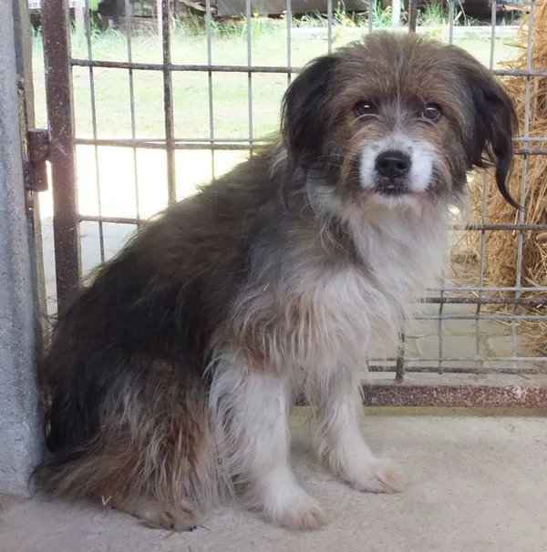 Znaleziono psa, Nowa Krępa, 29 lipca 2025