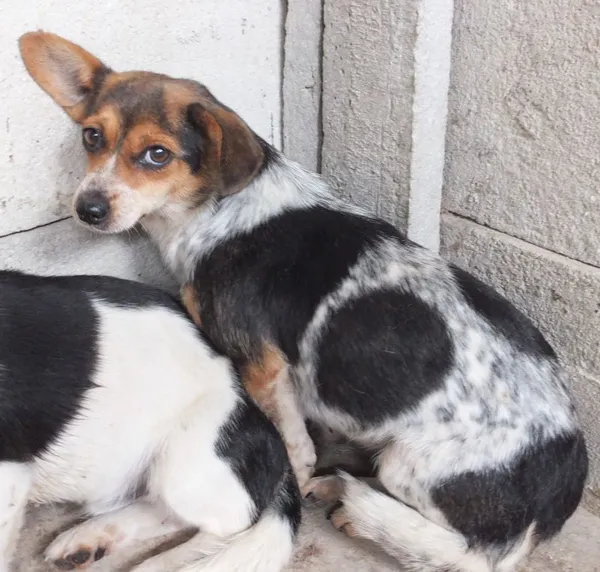 Znaleziono psa, Nowa Krępa, 25 lipca 2025