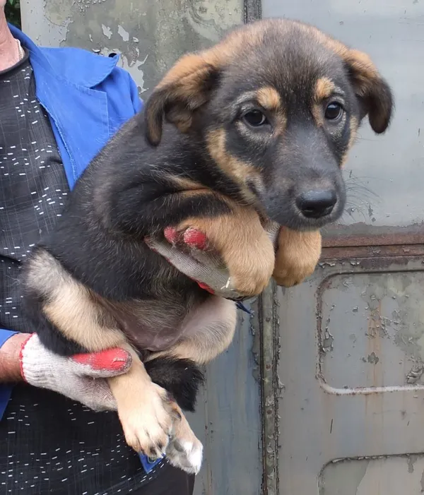 Znaleziono psa, Nowa Krępa, 25 lipca 2025