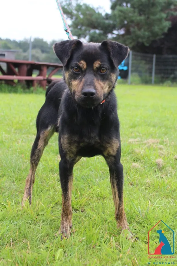 Pies do adopcji, Grudziądz, 8 sierpnia 2025