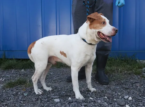 Znaleziono psa, Łódź, 15 sierpnia 2025 (1/5)