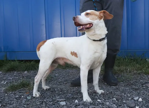 Znaleziono psa, Łódź, 15 sierpnia 2025 (3/5)