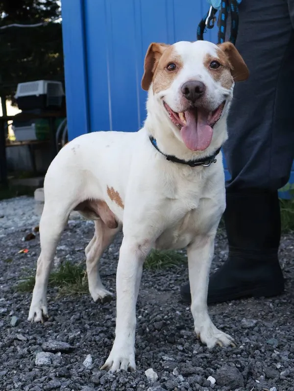 Znaleziono psa, Łódź, 15 sierpnia 2025 (4/5)