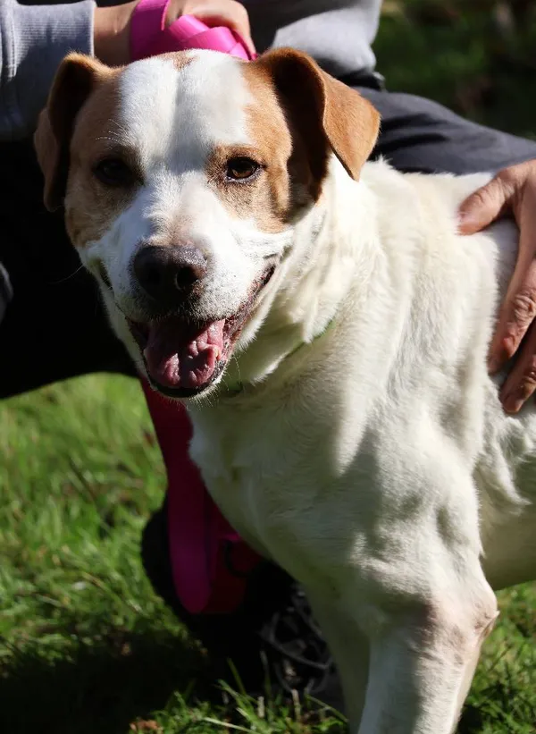 Znaleziono psa, Łódź, 15 sierpnia 2025 (5/5)