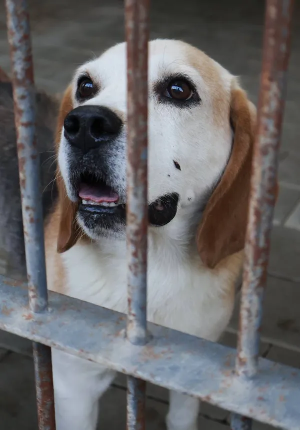 Znaleziono psa, Łódź, 14 sierpnia 2025 (1/5)