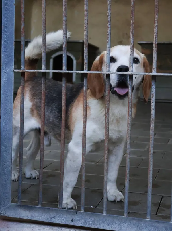 Znaleziono psa, Łódź, 14 sierpnia 2025 (2/5)