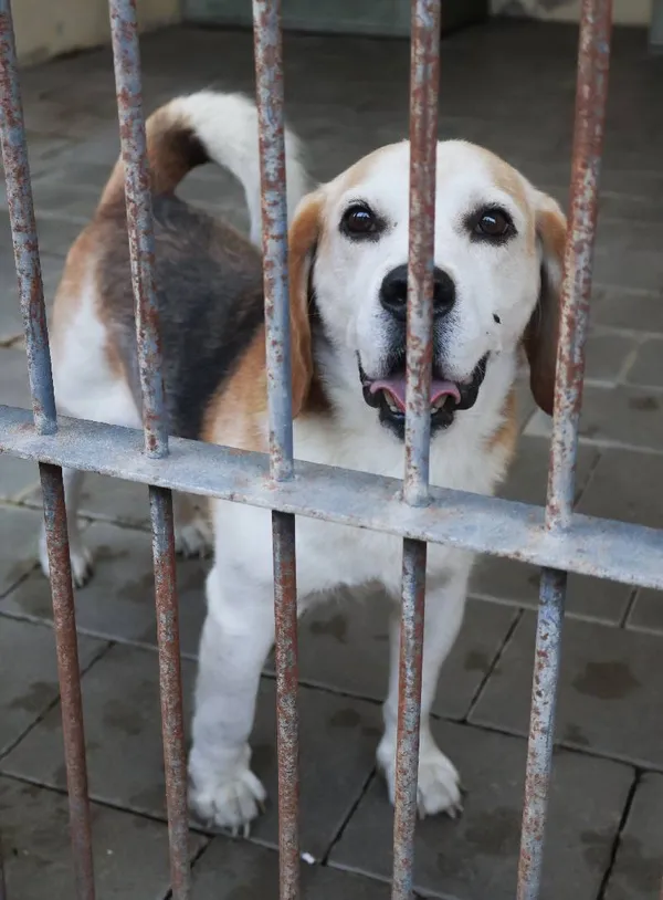 Znaleziono psa, Łódź, 14 sierpnia 2025 (3/5)