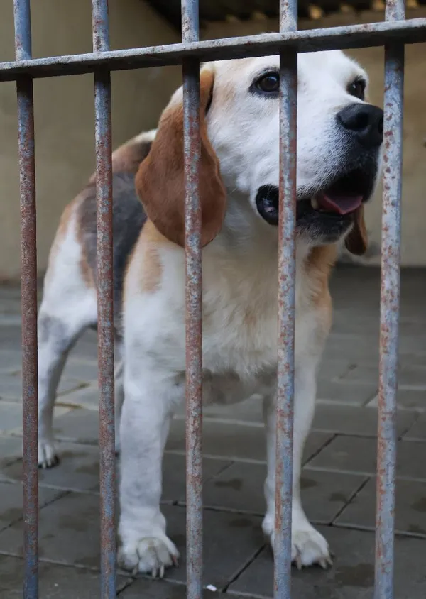 Znaleziono psa, Łódź, 14 sierpnia 2025 (4/5)