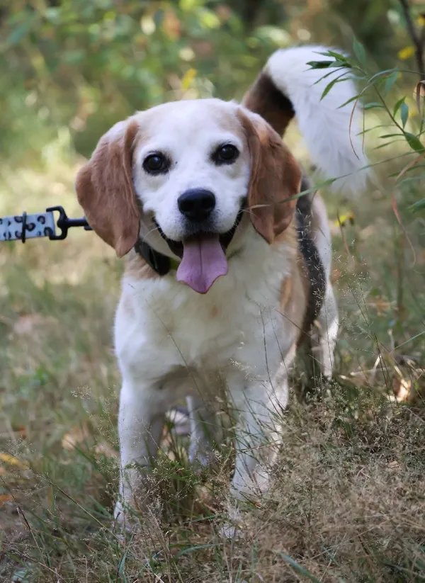 Znaleziono psa, Łódź, 14 sierpnia 2025 (5/5)