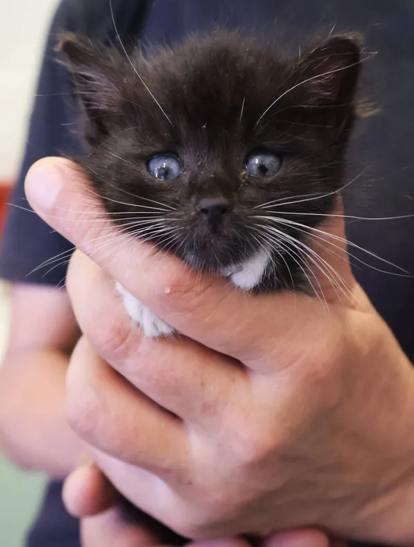 Znaleziono kota, Łódź, 15 sierpnia 2025 (2/5)