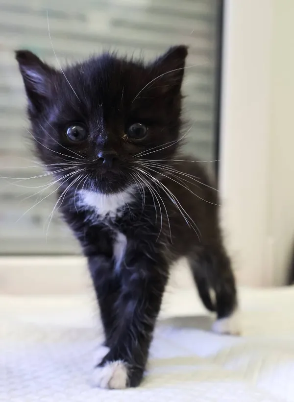 Znaleziono kota, Łódź, 15 sierpnia 2025 (3/5)