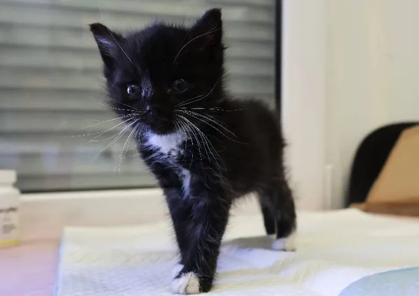 Znaleziono kota, Łódź, 15 sierpnia 2025 (4/5)