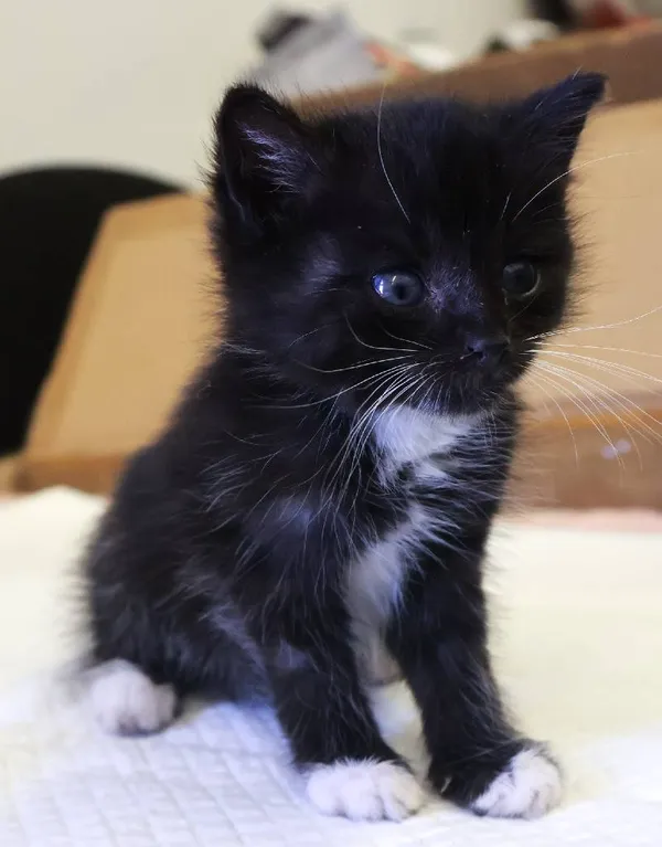 Znaleziono kota, Łódź, 15 sierpnia 2025 (5/5)