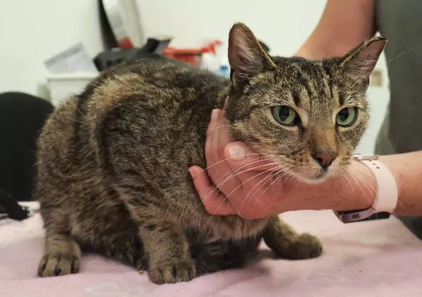 Znaleziono kota, Łódź, 14 sierpnia 2025 (3/3)