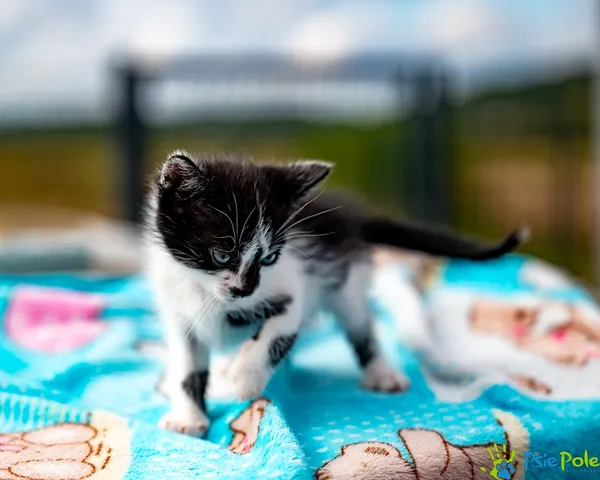 Znaleziono kota, Racławice, 14 sierpnia 2025 (2/5)