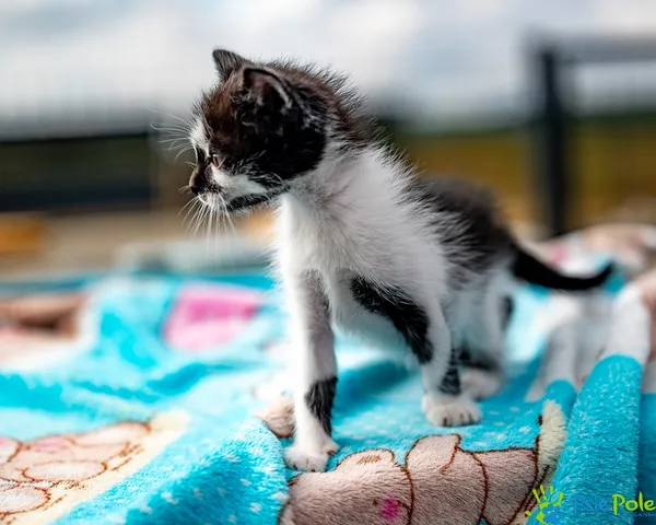 Znaleziono kota, Racławice, 14 sierpnia 2025 (3/5)