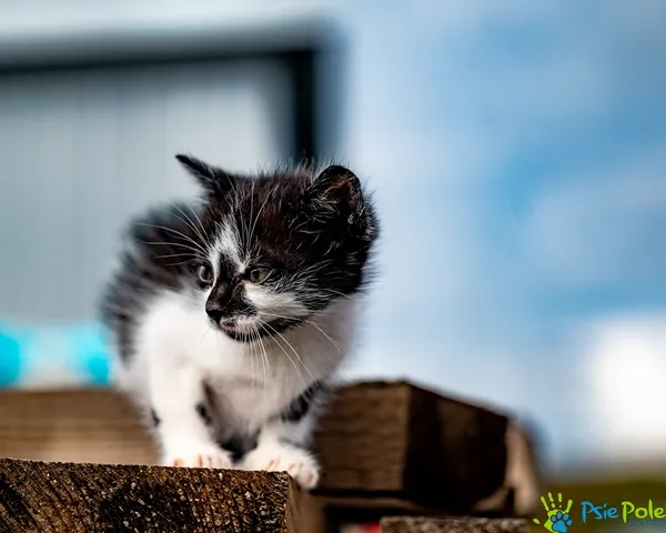 Znaleziono kota, Racławice, 14 sierpnia 2025 (4/5)