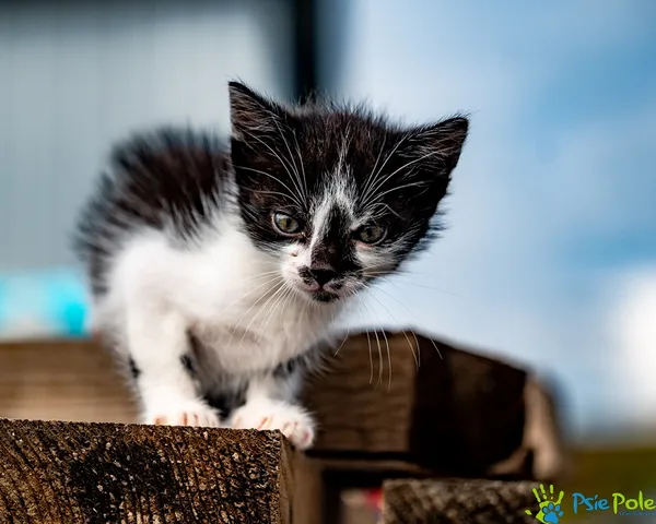 Znaleziono kota, Racławice, 14 sierpnia 2025 (5/5)