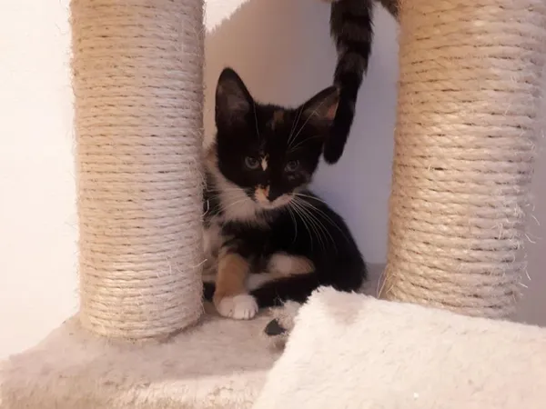 Znaleziono kota, Toruń, 20 lipca 2025