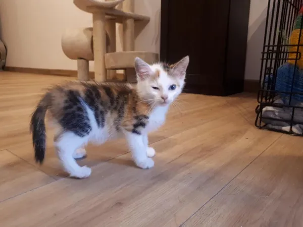 Znaleziono kota, Toruń, 20 lipca 2025